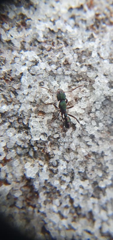 Rhytidoponera metallica photo 33