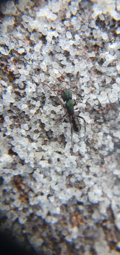 Rhytidoponera metallica photo 34