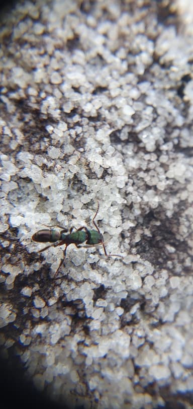 Rhytidoponera metallica photo 35