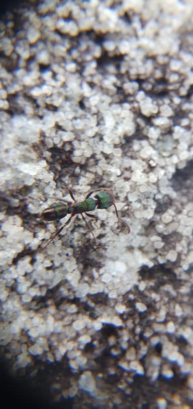 Rhytidoponera metallica photo 36