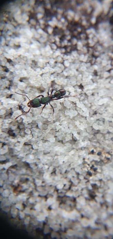 Rhytidoponera metallica photo 37