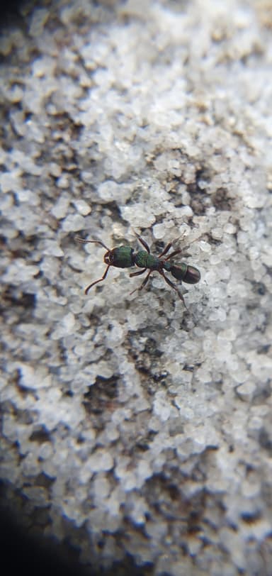 Rhytidoponera metallica photo 38