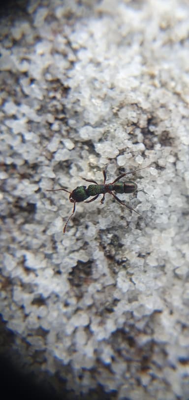 Rhytidoponera metallica photo 39
