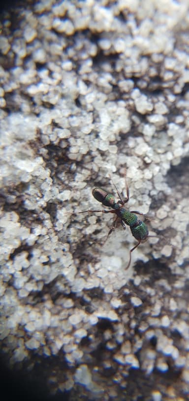 Rhytidoponera metallica photo 41