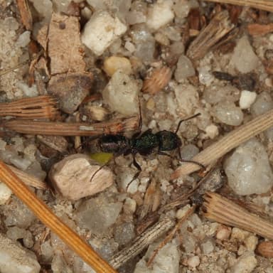 Rhytidoponera metallica photo 43