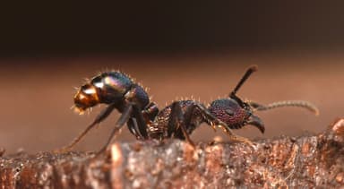 Rhytidoponera metallica photo 51