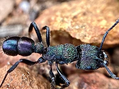 Rhytidoponera metallica photo 56