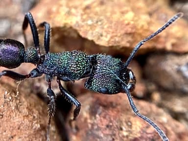 Rhytidoponera metallica photo 59