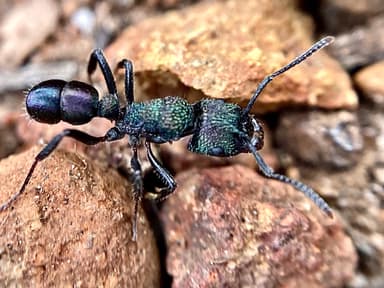 Rhytidoponera metallica photo 61