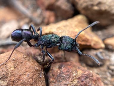 Rhytidoponera metallica photo 62