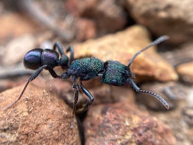 Rhytidoponera metallica photo 64