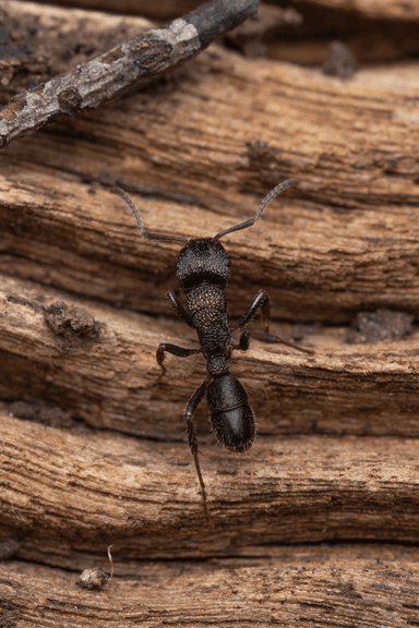 Rhytidoponera metallica photo 73