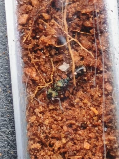 Rhytidoponera metallica photo 80