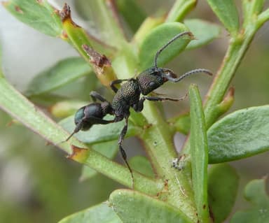 Rhytidoponera metallica photo 84