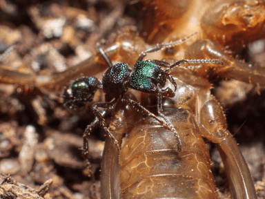 Rhytidoponera metallica photo 88