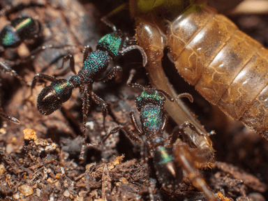Rhytidoponera metallica photo 89