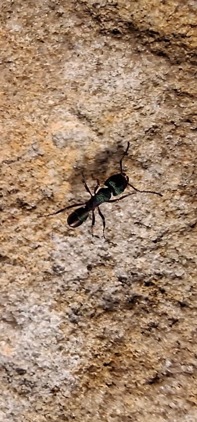 Rhytidoponera metallica photo 95