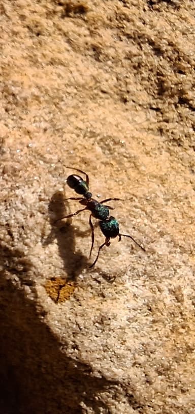 Rhytidoponera metallica photo 96