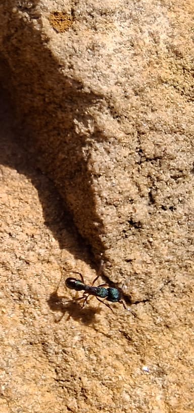Rhytidoponera metallica photo 101