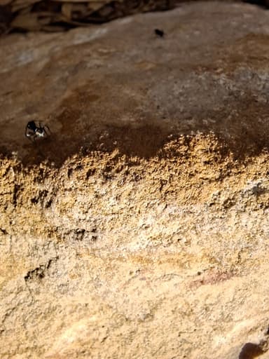 Rhytidoponera metallica photo 102
