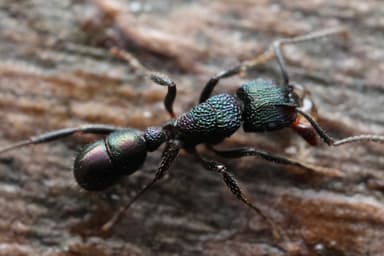 Rhytidoponera metallica photo 113