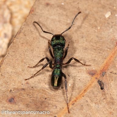 Rhytidoponera metallica photo 116