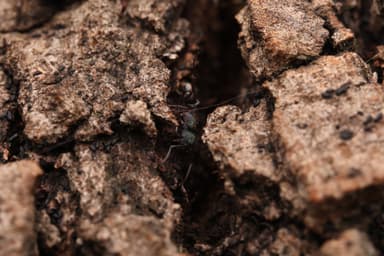 Rhytidoponera metallica photo 119