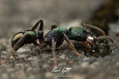 Rhytidoponera metallica photo 124