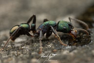 Rhytidoponera metallica photo 125