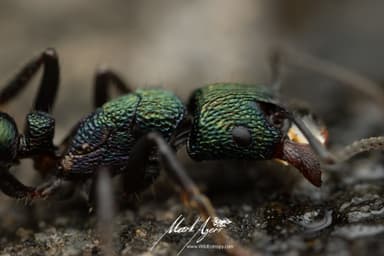 Rhytidoponera metallica photo 126