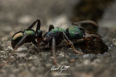 Rhytidoponera metallica photo 127