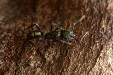 Rhytidoponera metallica photo 152