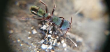 Rhytidoponera metallica photo 153