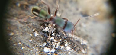 Rhytidoponera metallica photo 154
