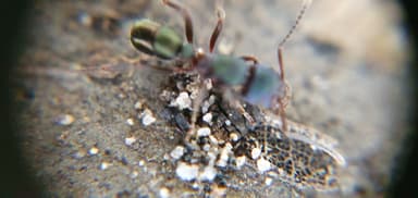 Rhytidoponera metallica photo 155