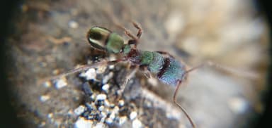 Rhytidoponera metallica photo 156