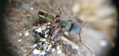 Rhytidoponera metallica photo 157