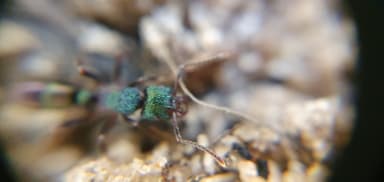 Rhytidoponera metallica photo 158