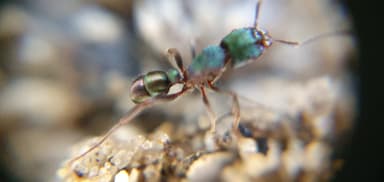 Rhytidoponera metallica photo 159