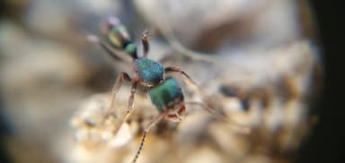 Rhytidoponera metallica photo 160