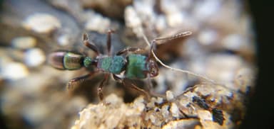 Rhytidoponera metallica photo 161