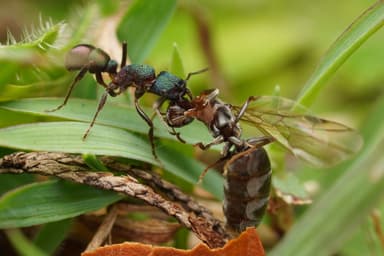 Rhytidoponera metallica — queen photo 163