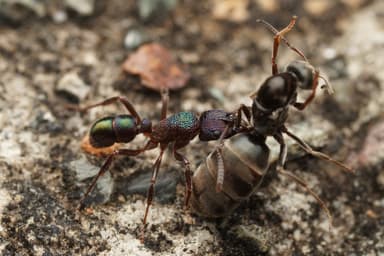 Rhytidoponera metallica — queen photo 164