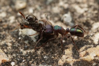 Rhytidoponera metallica — queen photo 165