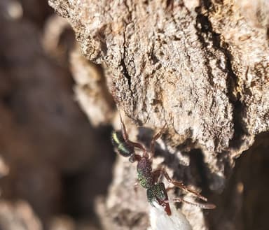 Rhytidoponera metallica photo 169