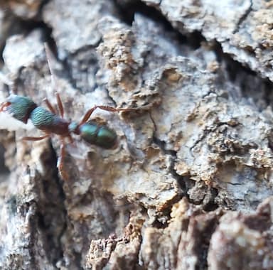 Rhytidoponera metallica photo 170