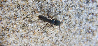 Rhytidoponera metallica photo 172