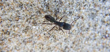 Rhytidoponera metallica photo 173