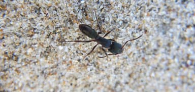 Rhytidoponera metallica photo 174