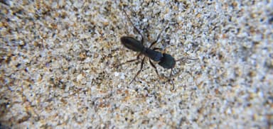 Rhytidoponera metallica photo 175